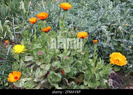 Calendula officinalis Pot Ringelblume – orange und gelbe Gänseblümchen-ähnliche Blüten mit medizinischen Eigenschaften, Mai, England, Großbritannien Stockfoto