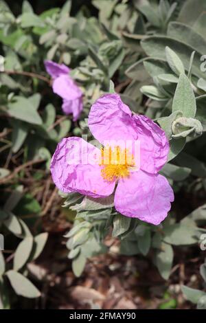 Cistus albidus graublättrige Zistrose – knitterige rosa Blüten mit grau grün befilzten Blättern, Mai, England, Großbritannien Stockfoto