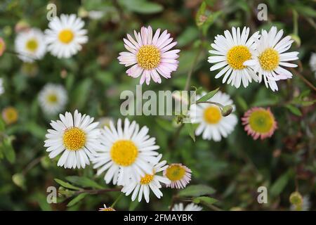 Erigeron karvinskianus ‘profusion’ Mexican fleabane – weiße und rosafarbene Blüten auf drahtigem Stiel und kleinen dunkelgrünen, lanzenförmigen Blättern, Mai, England, Großbritannien Stockfoto