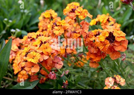 Erysimum cheiri ‘Apricot Twist’ Wallflower Apricot Twist – orangefarbene Blüten mit gelben Streifen – mögliches erysimum-Mosaikvirus, Mai, England, UK Stockfoto