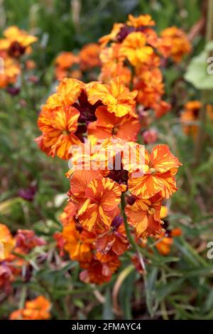 Erysimum cheiri ‘Apricot Twist’ Wallflower Apricot Twist – orangefarbene Blüten mit gelben Streifen – mögliches erysimum-Mosaikvirus, Mai, England, UK Stockfoto