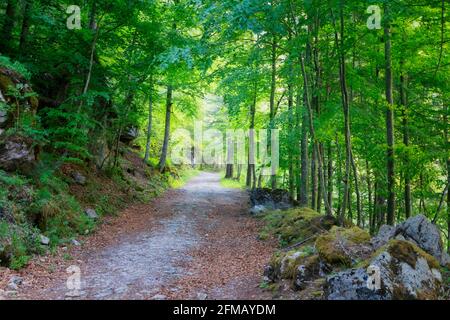 Wanderweg zwischen den Bäumen in einem Wald im Frühjahr, dolomiten, Provinz belluno, venetien, italien Stockfoto