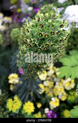 Pechorbia characias ‘Black Pearl’ Spurge Black Pearl – lindgrüne Blüten mit schwarzen Nektardrüsen, Mai, England, Großbritannien Stockfoto