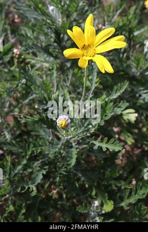 Euryops pectinatus Graublättrige Euryops – leuchtend gelbe Gänseblümchenähnliche Blume über farnähnlichen Blättern, Mai, England, Großbritannien Stockfoto