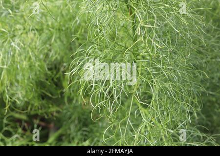 Ferula communis ‘gigantea’ Leaves Only Riesenfenchel – Hügel aus weichen, federleichten, grau-grünen Blättern, Mai, England, Großbritannien Stockfoto