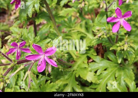 Geranium reuteri Riesengeranie – tiefrosa Blüten mit schlanken Blütenblättern, tief gelappte frische grüne Blätter, Mai, England, Großbritannien Stockfoto