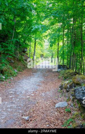 Wanderweg zwischen den Bäumen in einem Wald im Frühjahr, dolomiten, Provinz belluno, venetien, italien Stockfoto