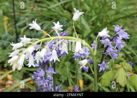 Hyacinthoides non-scripta WHITE English bluebells – weiße schmale röhrenförmige Blüten mit reflexartigen Blütenblättern, Mai, England, Großbritannien Stockfoto