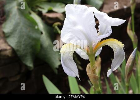 Iris germanica var. florentina mittlere hohe bärtige Iris Florentine Iris – weiße Blüten, blau gefärbt, geädert senke Blütenblätter, gelber Bart, Mai, Stockfoto