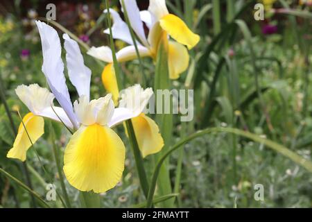Iris x hollandica ‘Apollo’ Bartlose Iris Holländische Iris Apollo – gelbe Wasserfälle mit tiefgelbem Streifen, hellblaue Standards, Mai, England, Großbritannien Stockfoto