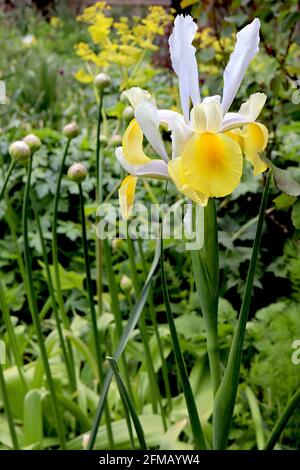 Iris x hollandica ‘Apollo’ Bartlose Iris Holländische Iris Apollo – gelbe Wasserfälle mit tiefgelbem Streifen, hellblaue Standards, Mai, England, Großbritannien Stockfoto