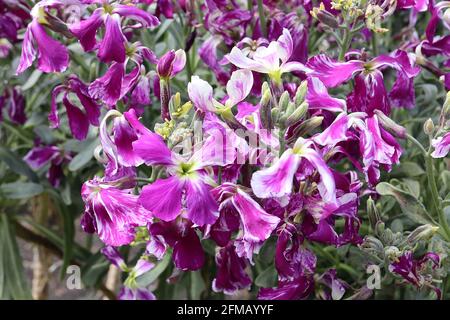 Matthiola arborescens Brompton Stock – lila und weiße Marmorblüten, Mai, England, Großbritannien Stockfoto