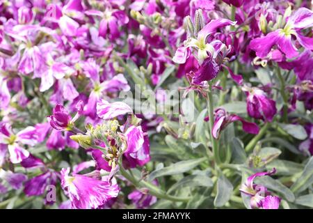 Matthiola arborescens Brompton Stock – lila und weiße Marmorblüten, Mai, England, Großbritannien Stockfoto