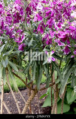 Matthiola arborescens Brompton Stock – lila und weiße Marmorblüten, Mai, England, Großbritannien Stockfoto