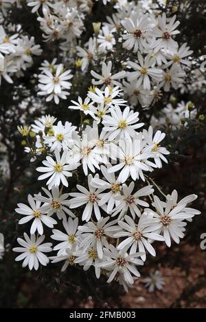 Olearia stellulata Olearia x scilloniensis Gänseblümchen-Busch – weiße Gänseblümchen-ähnliche Blüten und dunkelgrüne, gewellte Blätter, Mai, England, UK Stockfoto