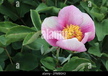 Paeonia anomala subsp. Veitchii Veitch’s Pfingstrose – rosa Blüten mit dunkelrosa Adern und weißem Flush, Mai, England, Großbritannien Stockfoto