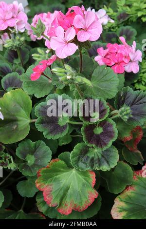 Pelargonium x Hortorum ‘Apfelblüte’ Einstreu Geranie – Cluster aus weißen, blassrosa und tiefen Blüten auf dicken Stiel auf schwarz beringten Palmatenblättern Stockfoto