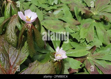 Sinopodophyllum hexandrum Himalayan May Apple – blasse rosa Blüten und glänzend hängende, eingekritzte rot-grüne Blätter, Mai, England, Großbritannien Stockfoto