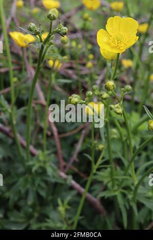 Ranunculus acris Meadow Buttercup – gelbe, schalenförmige Blüten mit glänzenden Blütenblättern an hohen Stielen, Mai, England, Großbritannien Stockfoto