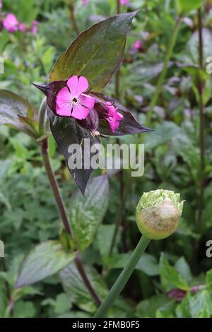 Silene dioica Red campion – rosa sternförmige Blüten und dunkelgrüne eiförmige Blätter, Mai, England, Großbritannien Stockfoto