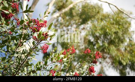 Rote Beeren am Baum, Gartenarbeit in Kalifornien, USA. Natürlicher atmosphärischer botanischer Nahaufnahme Hintergrund. Viburnum, frühlingshafte oder herbstliche Morgengärten oder Wälder, frische Frühlings- oder Herbstflora im weichen Fokus. Stockfoto