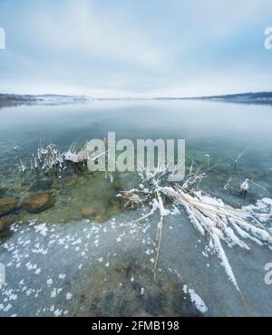 Deutschland, Sachsen-Anhalt, Müellen, Geiseltalsee, Winter am See, Schilf mit Schnee und Eis am Ufer Stockfoto