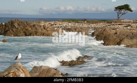 Meereswellen und Felsen, Monterey, Nordkalifornien, USA. 17 Meilen Fahrt in der Nähe von Big Sur, Golf-Touristenort am Pacific Coast Highway. Spritzende Wasser, Meeresbrise von Pebble Beach. Zypressenbaum. Stockfoto