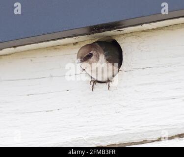 Die violett-grüne Schwalbe ist ein kleiner nordamerikanischer Singvögel aus der Schwalbenfamilie. Stockfoto