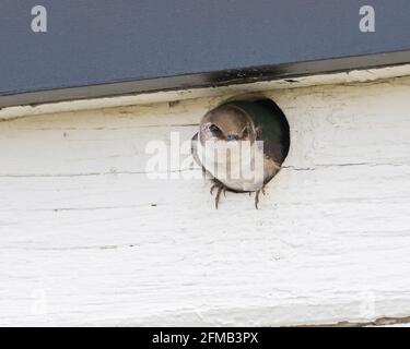 Die violett-grüne Schwalbe ist ein kleiner nordamerikanischer Singvögel aus der Schwalbenfamilie. Stockfoto