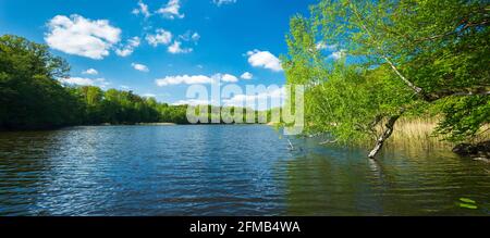 Deutschland, Brandenburg, Grumsiner Forst, UNESCO Weltkulturerbe Buchenwald Grumsin, großer Schwarzsee, Panorama Stockfoto