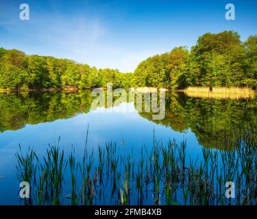 Deutschland, Brandenburg, Grumsiner Forst, UNESCO-Weltkulturerbe Buchenwald Grumsin, Morgenstimmung am Großen Schwarzsee Stockfoto