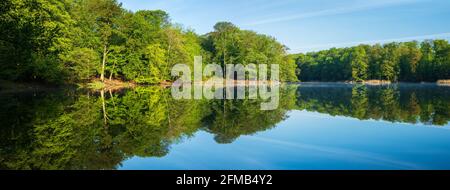 Deutschland, Brandenburg, Grumsiner Forst, UNESCO Weltkulturerbe Buchenwald Grumsin, Morgenstimmung am Großen Schwarzsee, Panorama Stockfoto