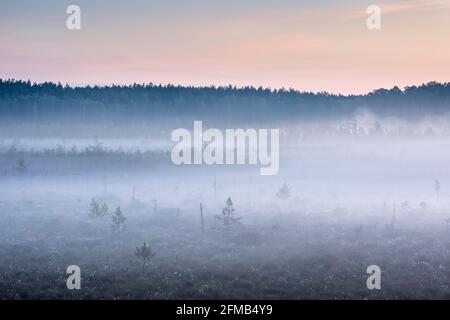 Deutschland, Mecklenburg-Vorpommern, Nationalpark Müritz, Untergebiet Serrahn, Morgennebel im Moor bei Sonnenaufgang, Baumwollgras in Blüte Stockfoto