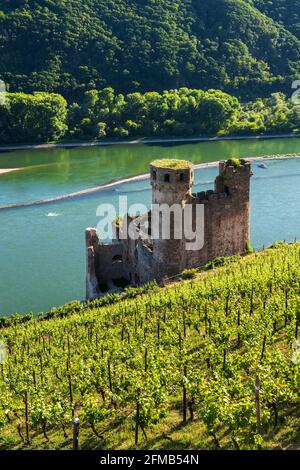 Deutschland, Hessen, Rheingau, Rüdesheim, Assmannshausen, Ehrenfels Burgruine in den Weinbergen am Rhein, Oberes Mittelrheintal Weltkulturerbe Stockfoto