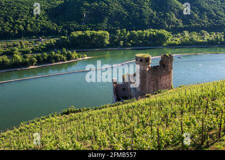 Deutschland, Hessen, Rheingau, Rüdesheim, Assmannshausen, Ehrenfels Burgruine in den Weinbergen am Rhein, Oberes Mittelrheintal Weltkulturerbe Stockfoto