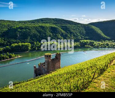 Deutschland, Hessen, Rheingau, Rüdesheim, Assmannshausen, Ehrenfels Burgruine in den Weinbergen am Rhein, Oberes Mittelrheintal Weltkulturerbe Stockfoto