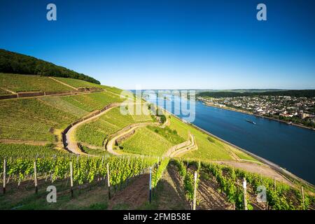 Deutschland, Hessen, Rheingau, Rüdesheim, Assmannshausen, Blick auf die Weinberge am Rhein bei Rüdesheim, Weltkulturerbe Oberes Mittelrheintal Stockfoto