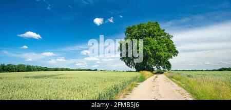 Deutschland, Mecklenburg-Vorpommern, bei Wittenburg, einsame Eiche auf dem Feldweg durch grüne Felder im Frühjahr Stockfoto