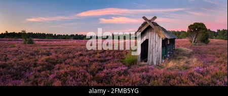 Panorama, typische Heidelandschaft mit blühender Heide und traditionellem Bienenzaun in der Abenddämmerung, Lüneburger Heide, Niedersachsen, Deutschland Stockfoto