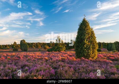 Typische Heidenlandschaft mit blühender Heide und Wacholder im letzten Abendlicht, Lüneburger Heide, Niedersachsen, Deutschland Stockfoto