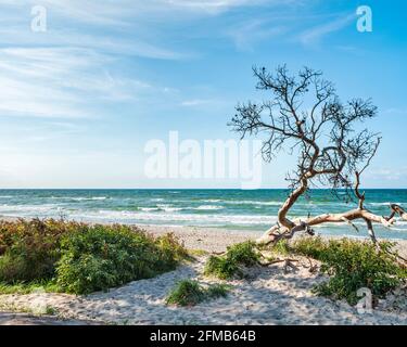 Bemalter Baumstamm am Weststrand, hinter der Ostsee, Halbinsel Darß, Fischland-Darß-Zingst, Nationalpark Vorpommersche Lagune, Mecklenburg-Vorpommern, Deutschland Stockfoto