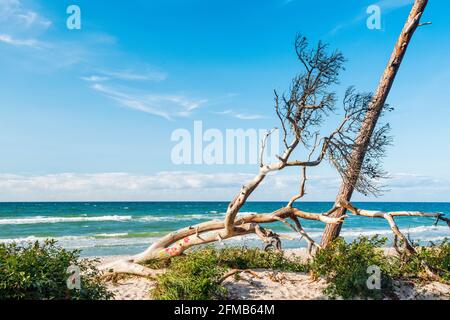 Bemalter Baumstamm am Weststrand, hinter der Ostsee, Halbinsel Darß, Fischland-Darß-Zingst, Nationalpark Vorpommersche Lagune, Mecklenburg-Vorpommern, Deutschland Stockfoto