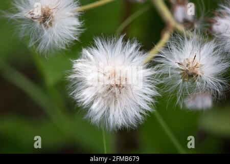 Nahaufnahme Von Alaskan Cotton Grass Eriophorum Stockfoto