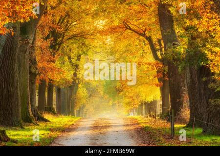 Deutschland, Hessen, Reinhardswald, Eichenallee im Herbst, Abendlicht Stockfoto