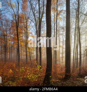 Naturnaher Buchenwald beginnt sich im Herbst mit Nebel, dichtem Unterholz, Nationalpark Hainich, Thüringen, Deutschland zu verjüngen Stockfoto