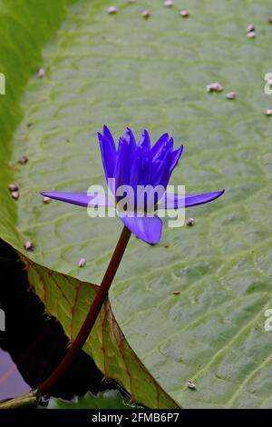 Bagdad Seerose blaue Blume in Seerose Teich, Nymphaea Hybrid Stockfoto