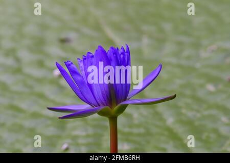 Bagdad Seerose blaue Blume in Seerose Teich, Nymphaea Hybrid Stockfoto