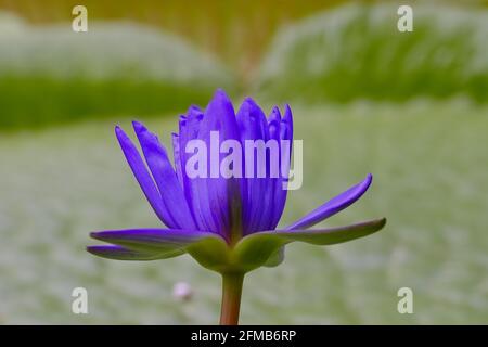 Bagdad Seerose blaue Blume in Seerose Teich, Nymphaea Hybrid Stockfoto