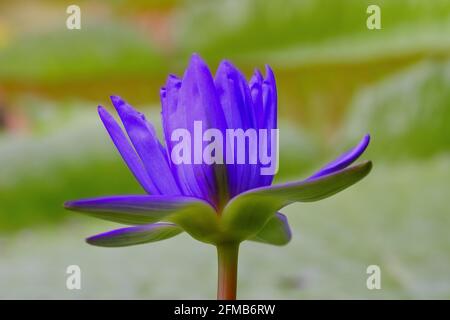 Bagdad Seerose blaue Blume in Seerose Teich, Nymphaea Hybrid Stockfoto