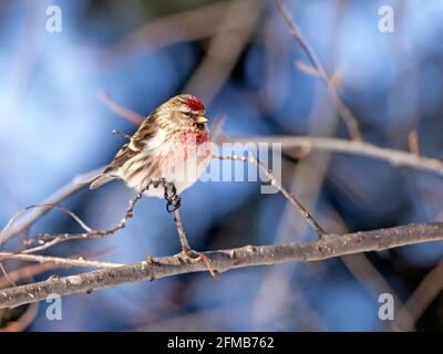 Gewöhnlicher männlicher Rotpoll in Alaska Stockfoto